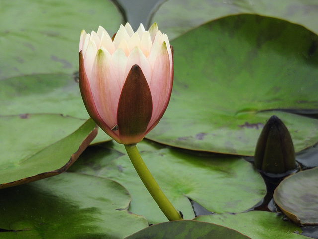 Day 6, Water Lily, National Butterfly Centre