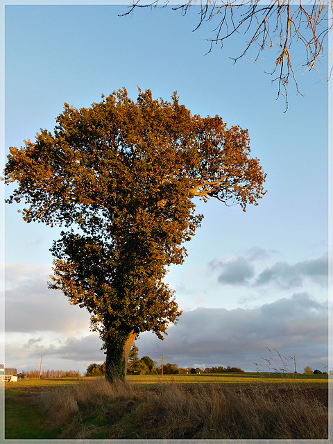 Auprès de mon arbre (22)....................