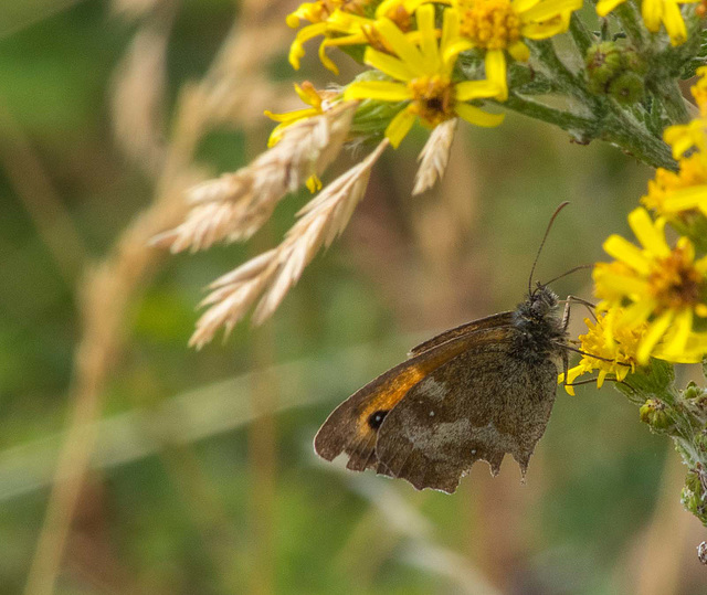 Gatekeeper butterfly