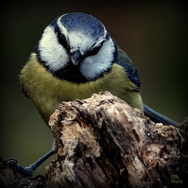 La p'tite bleue, tendrement.. vôtre ..!