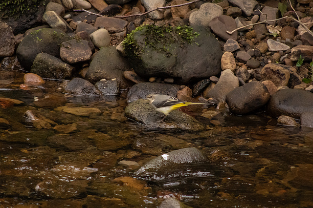 Grey Wagtail