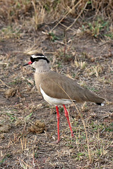 Crowned plover