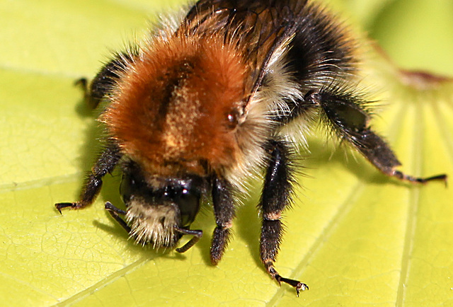 20100514 3477Mw [D~LIP] Frühlings-Seidenbiene (Colletes cunicularius), Bad Salzuflen