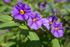 Solanum