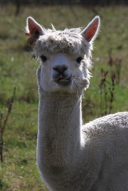 Alpaca