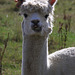 Alpaca