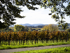 Herbst an der Weinstraße