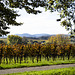 Herbst an der Weinstraße