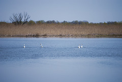 Die Schwäne in Jermakiw-Insel