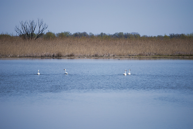 Die Schwäne in Jermakiw-Insel