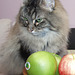 Milly with apples (2007)