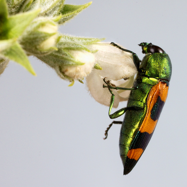 Castiarina sp. cf. viridissima, PL3594A