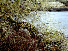 Cascading willow