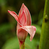 Torch Ginger bud, Asa Wright Nature Centre, Trinidad