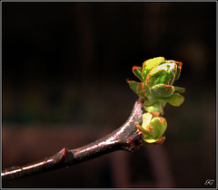 Printemps .