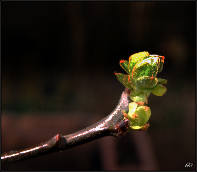 Printemps .