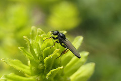 "Tite mouche" en balade !