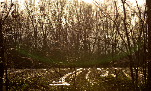 different   forest