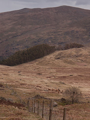 Red deer on Bell Crags