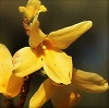 Forsythia