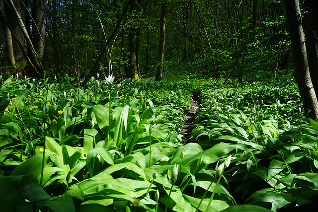 Auf dem Bärlauchpfad - On the Wood Garlic Trail - Le chemin de l'ail sauvage - please enlarge!