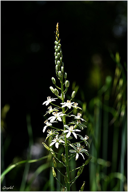 Inflorescence !