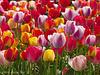 Multi-colour Tulips