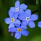 Myosotis sylvaticus (3)