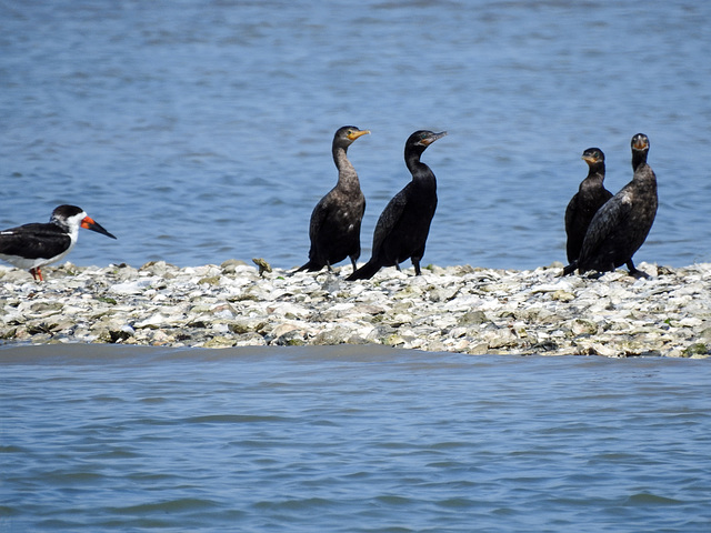Day 3, Black Skimmer / Rynchops, & Neotropic/Double-crested Cormorants