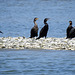 Day 3, Black Skimmer / Rynchops, & Neotropic/Double-crested Cormorants