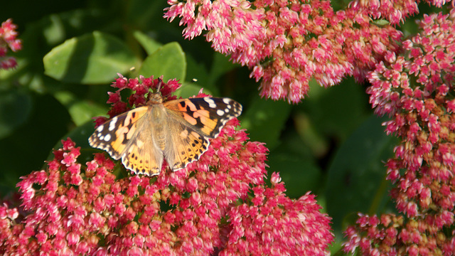 Diestelfalter (Vanessa cardui)