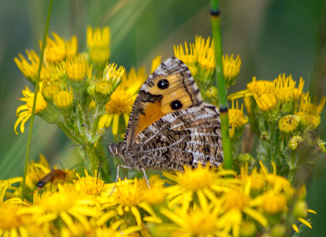 Grayling butterfly2