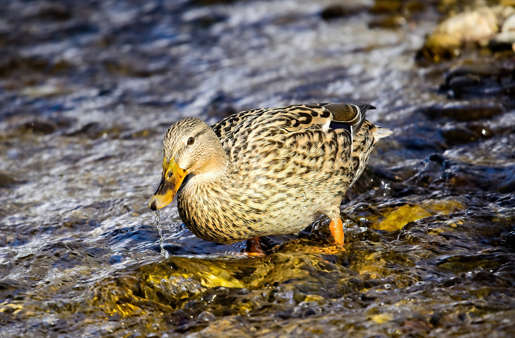 Heut bin ich richtig durstig :))  Today I'm really thirsty :))  Aujourd'hui, j'ai vraiment soif :))