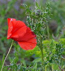 thistle poppy