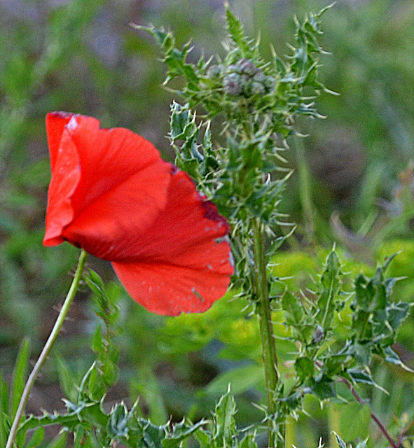 thistle poppy