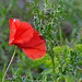 thistle poppy