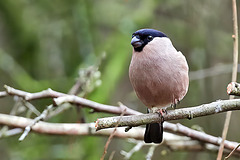 Bullfinch (F) - Pyrrhula pyrrhula