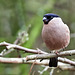 Bullfinch (F) - Pyrrhula pyrrhula