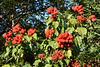 Zimbabwe, A Rich harvest of Annatto Fruits