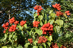 Zimbabwe, A Rich harvest of Annatto Fruits