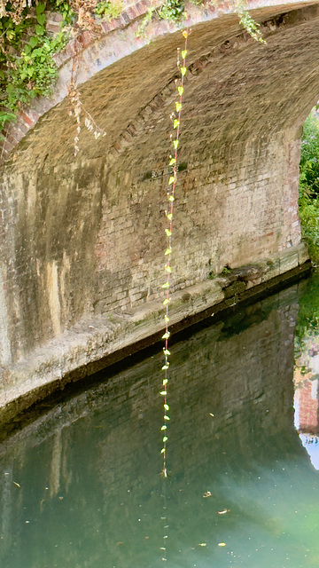Tendril