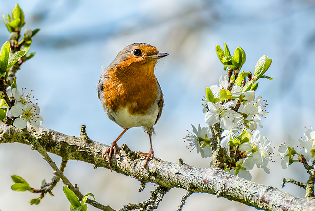 Robin - 20150411