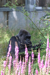 Mimi im Grünen (Wilhelma)