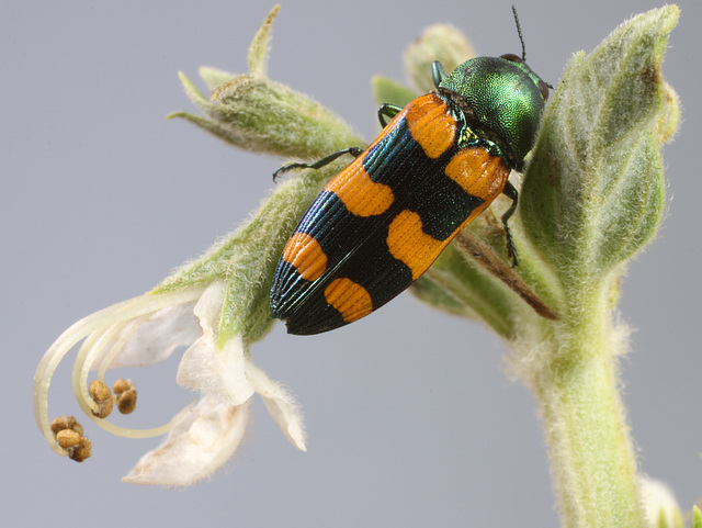 Castiarina sp. cf. viridissima, PL3594A