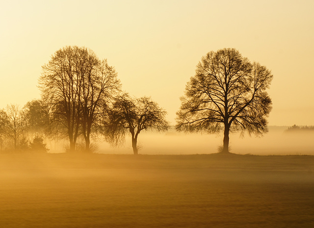 morning mist