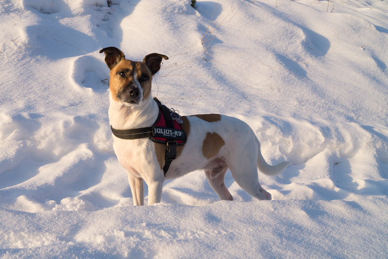 Jack Russell Terrier Rico