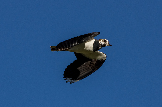 Lapwing flypast