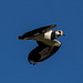 Lapwing flypast