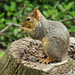 Day 6, Fox (?) Squirrel, National Butterfly Centre