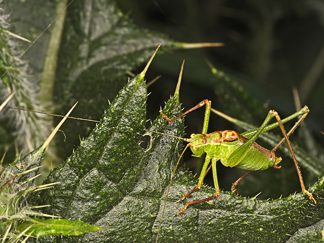 Speckled Bush Cricket